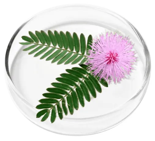 Mimosa Pudica